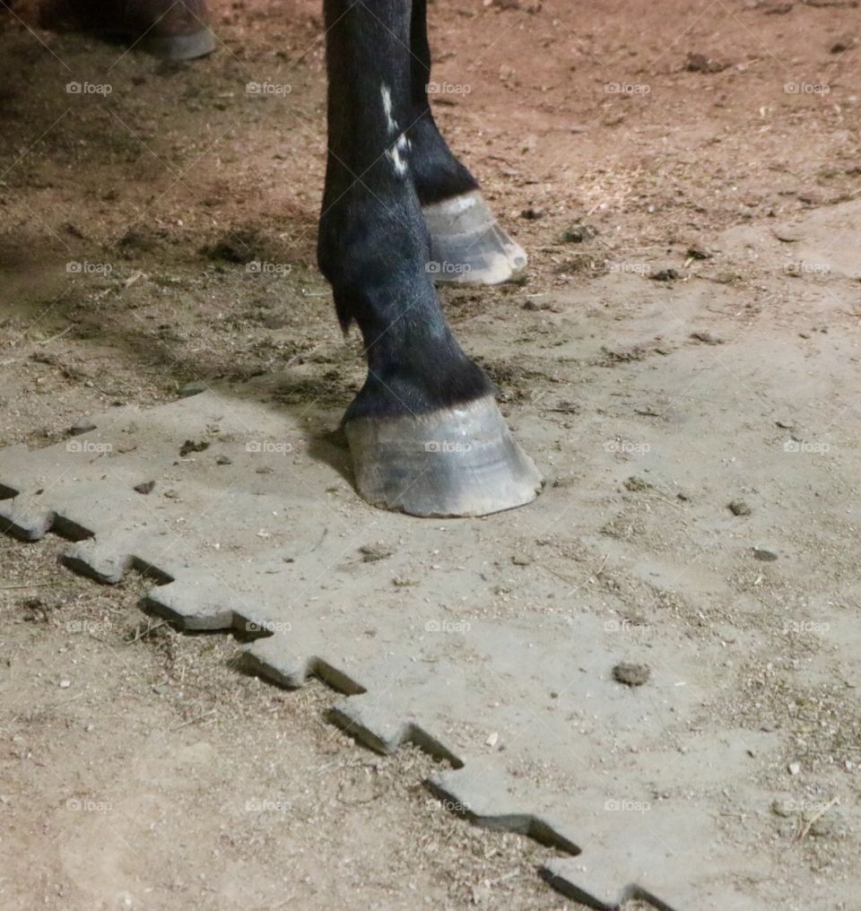 Horse hoofs 