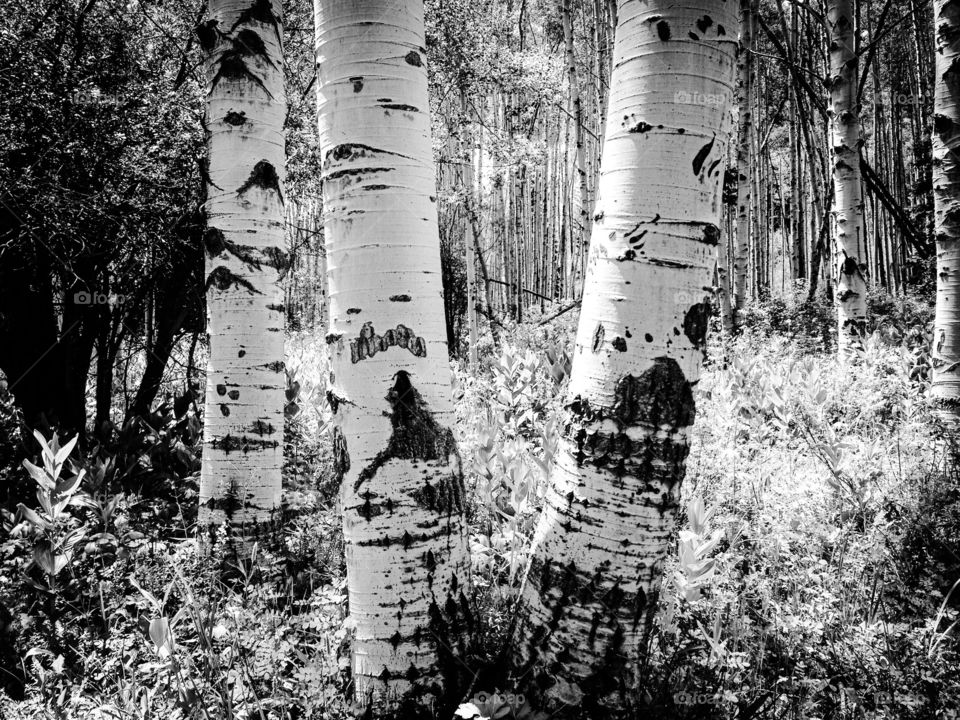 Black and white Aspen trees