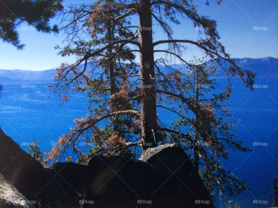 Lake Tahoe. Large pine with Lake Tahoe as backdrop