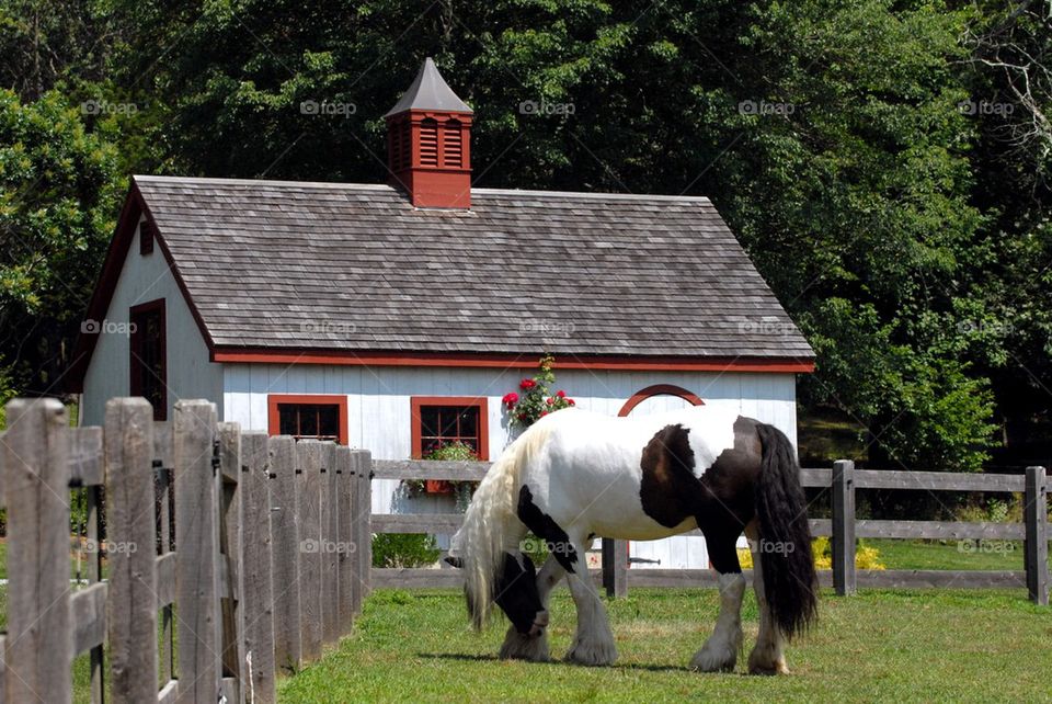 Horse and barn