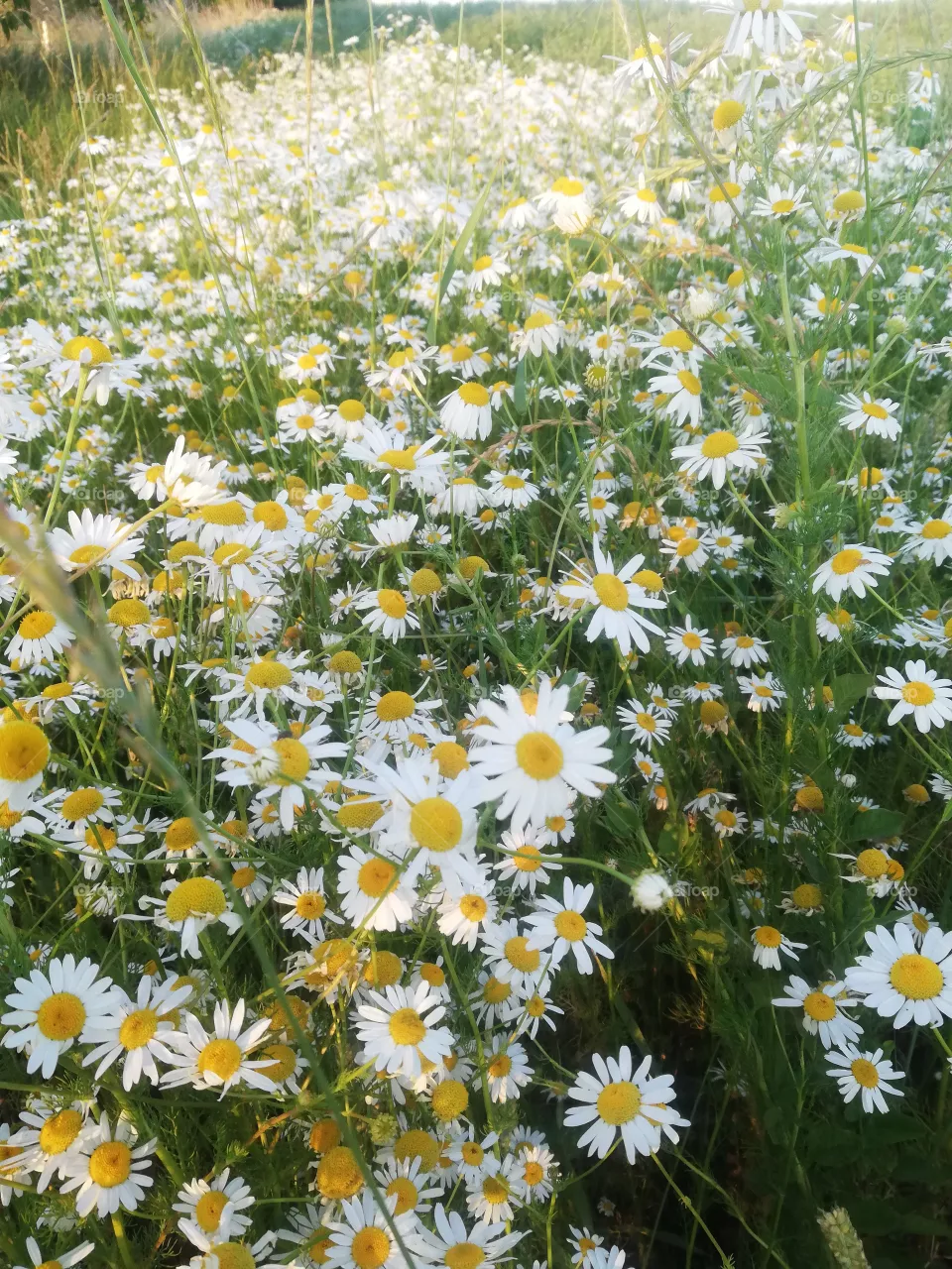 Blumen
