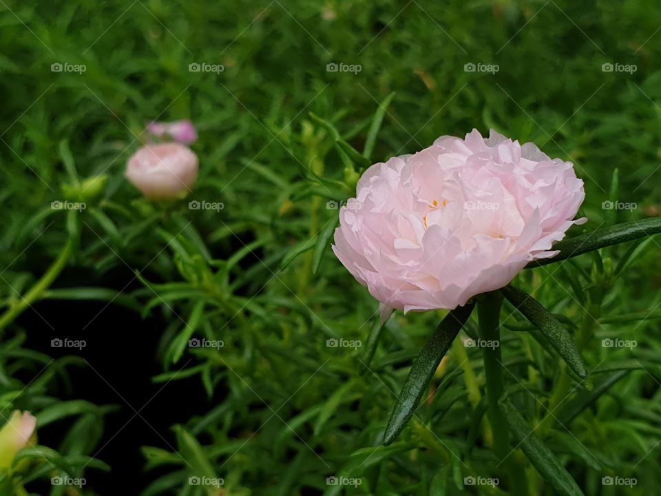 the Portulaca Grandiflora