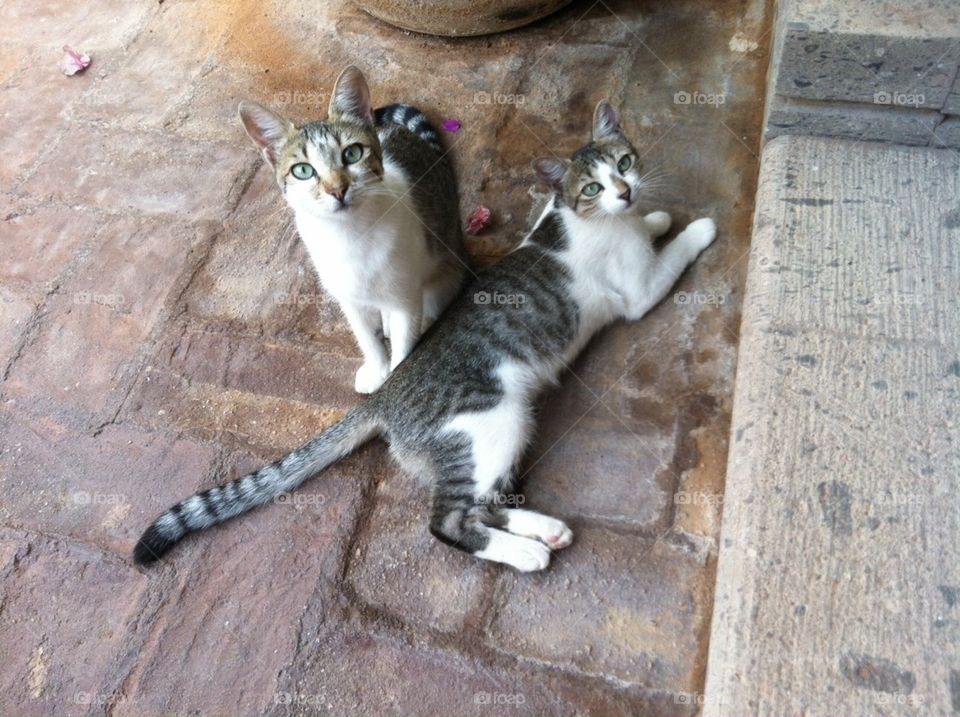 2 adorable cats at a resort in Mexico
