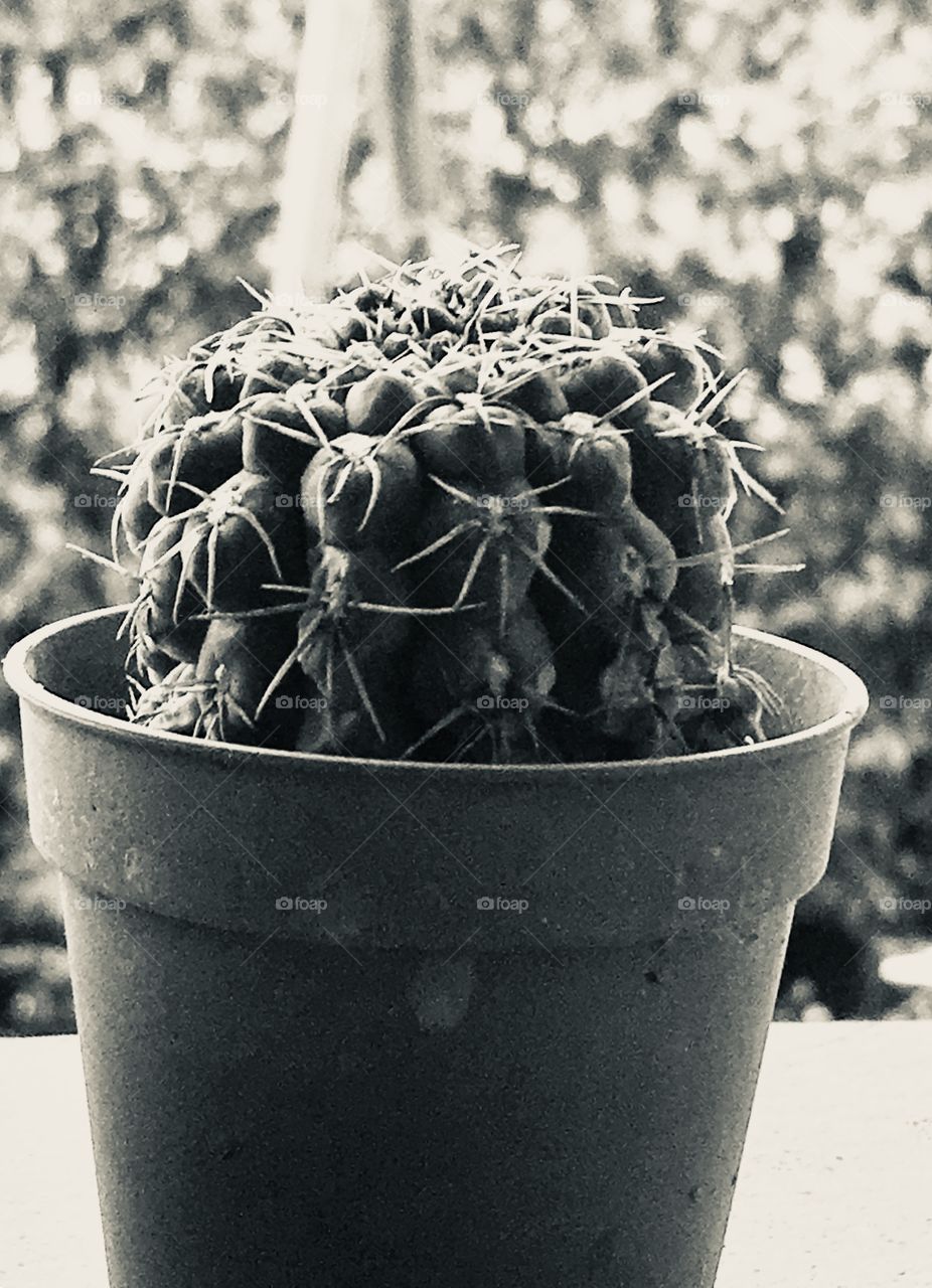 Cactus 