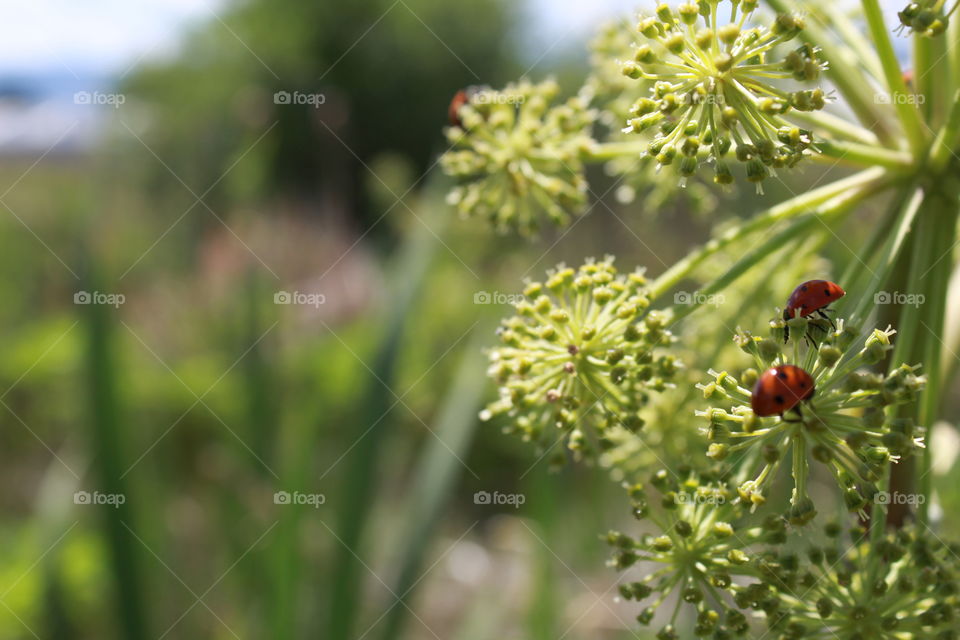 ladybug on flower