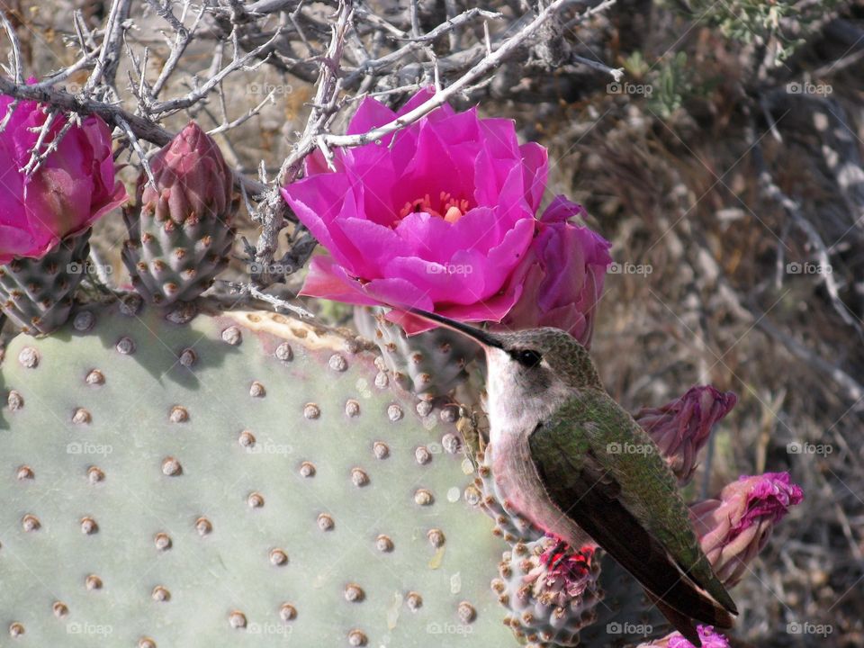beavertail cactus