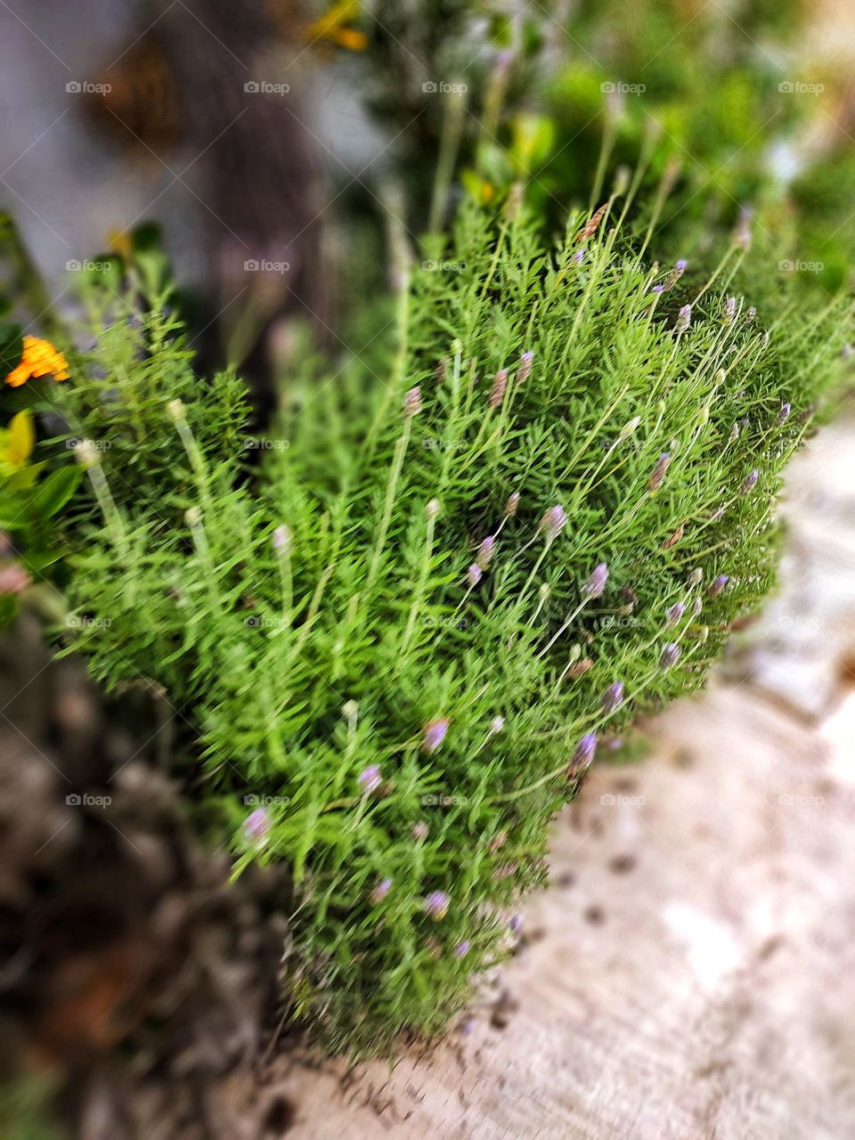 several branches of lavender