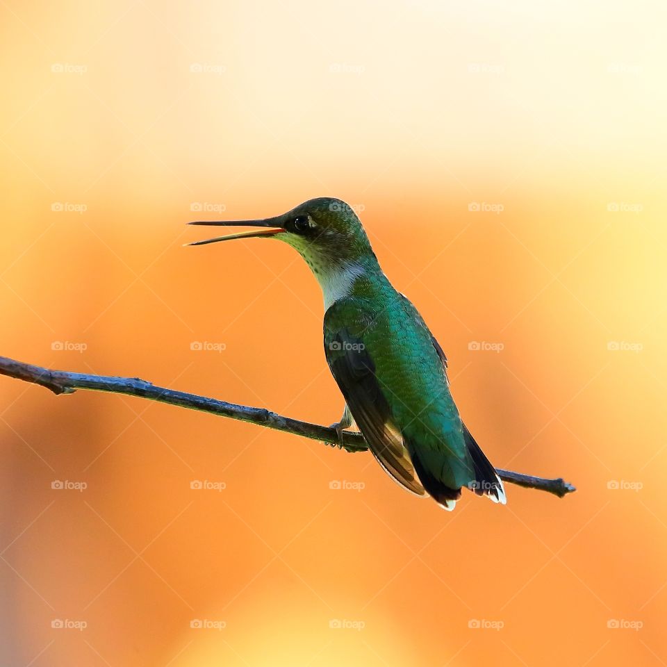 ruby-throated hummingbird