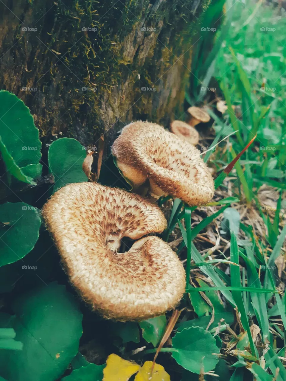 Cogumelos