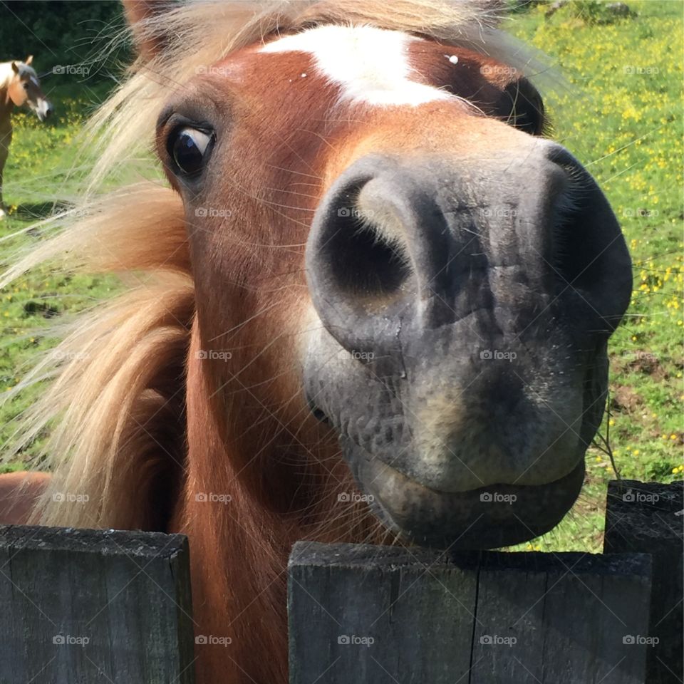 An inquisitive horse sticks his nose over an old wooden fence in search of some apples.  N. Ireland.