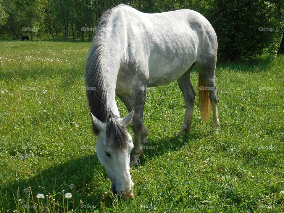 Grass, Mammal, Cavalry, Mare, Pasture