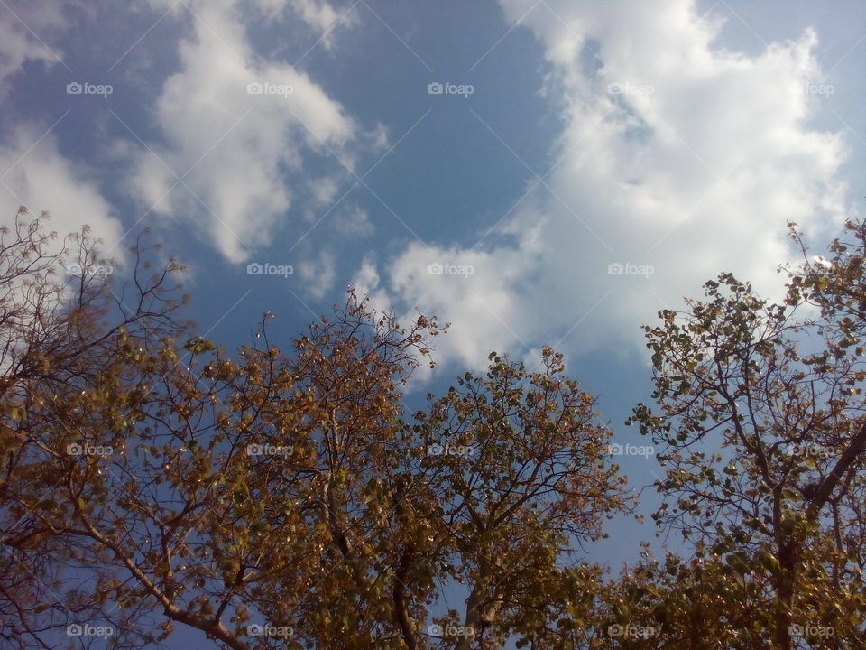 Beautiful tree clean blue sky