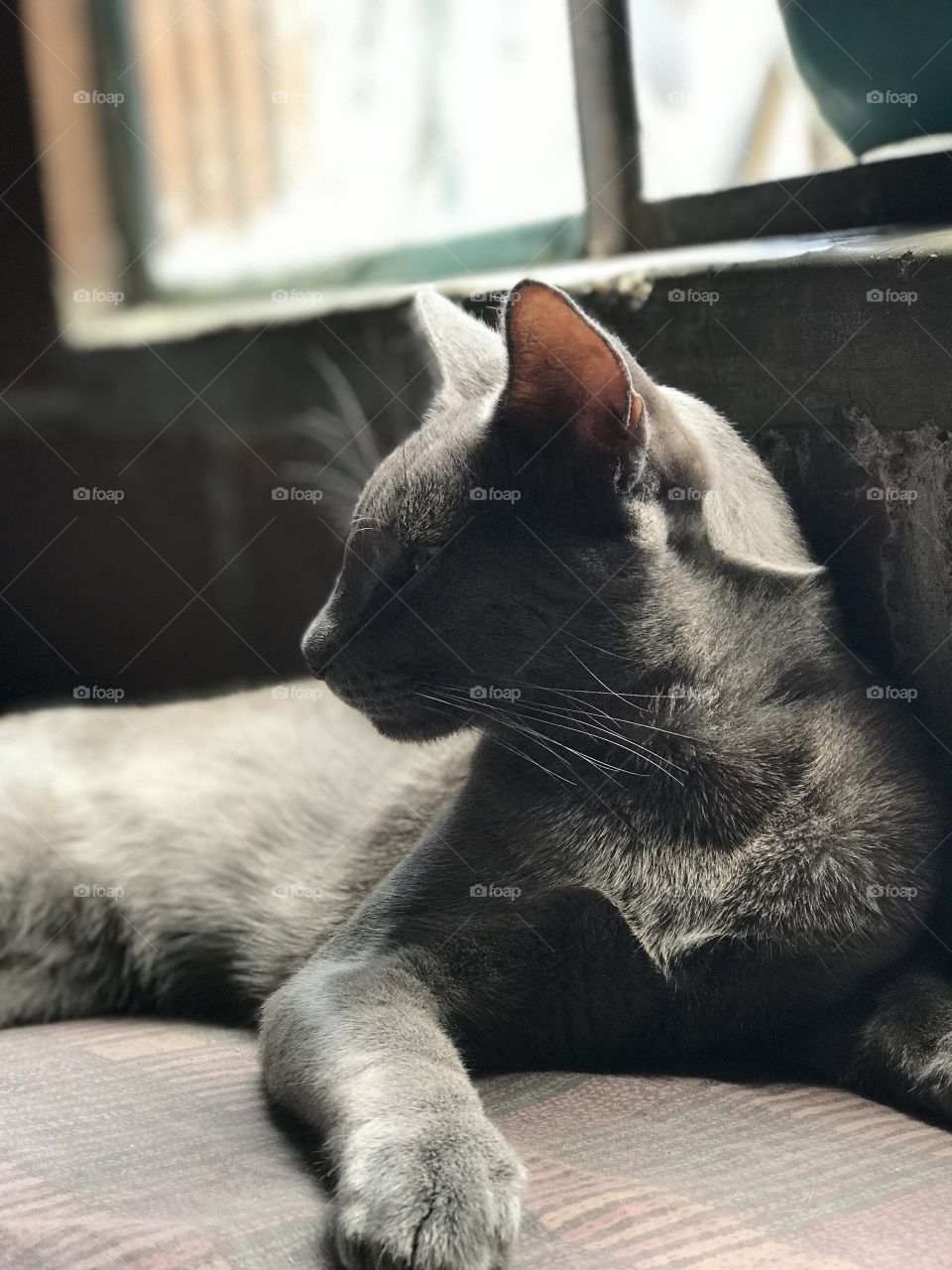 Beautiful grey model cat 