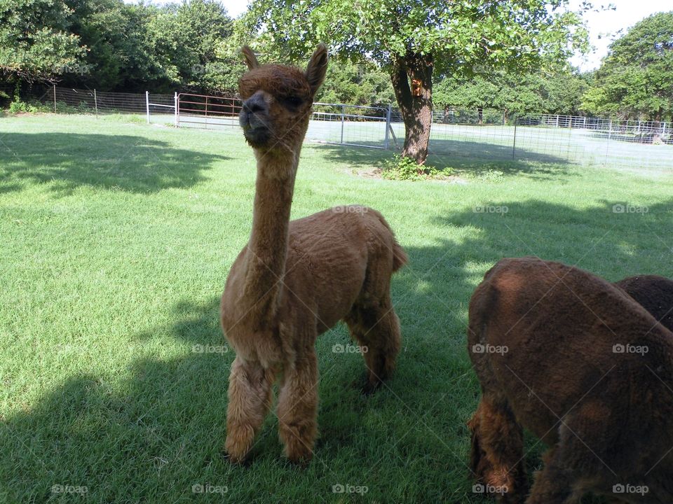 An alpaca on grass