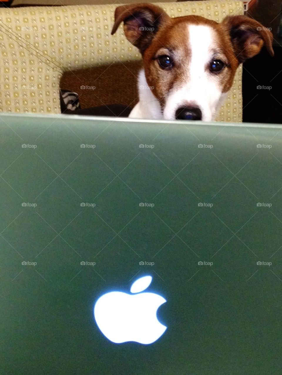 Pup computing 