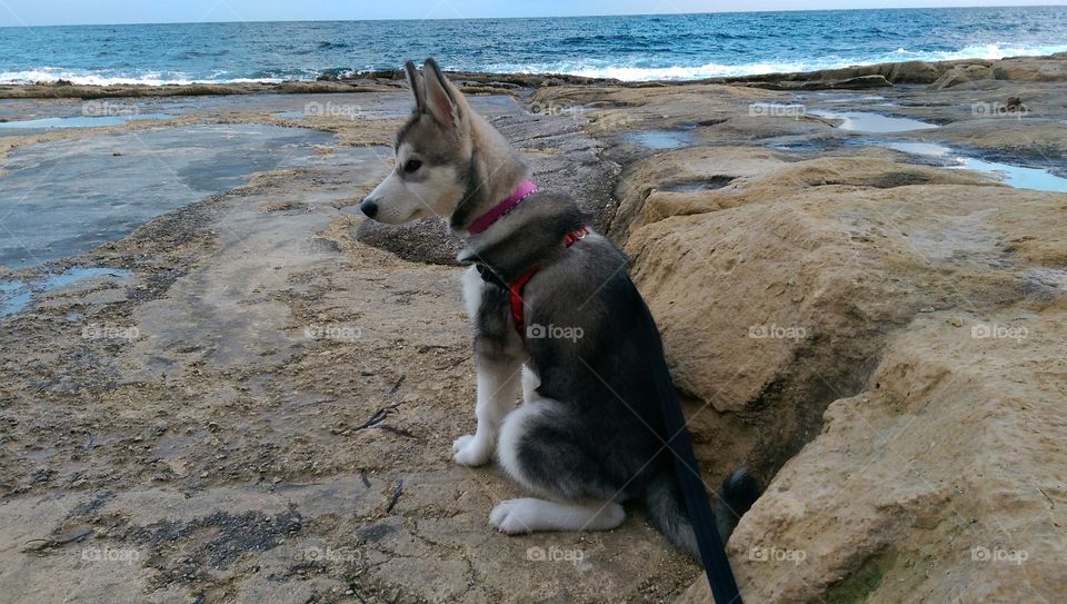 Husky / Malamute puppy enjoying the sea view