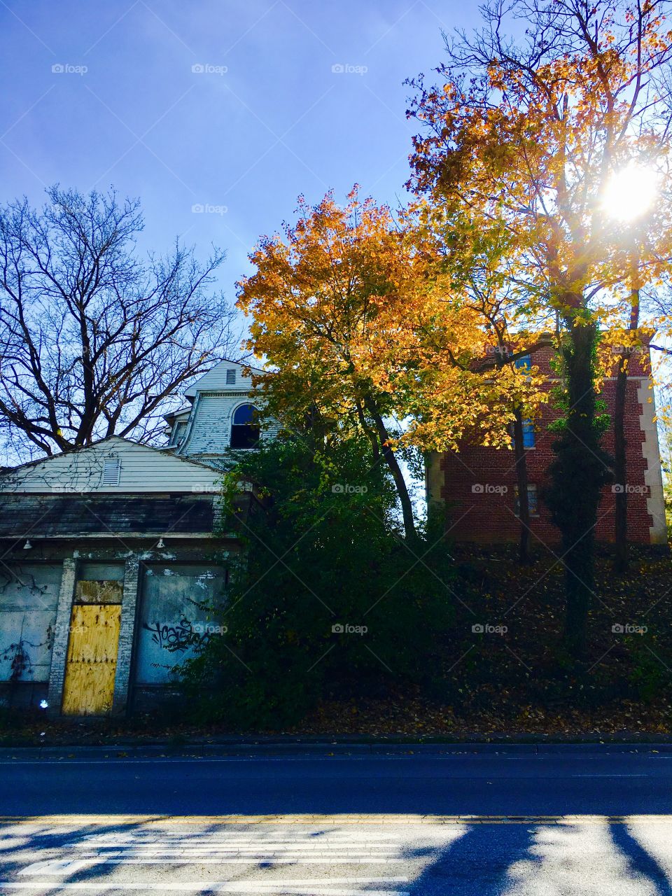 Downtown Columbus, Broad Street, Yellow Fall Tree