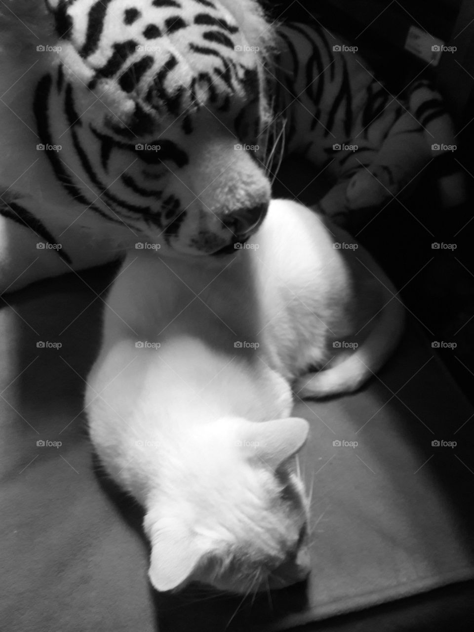 cat white beautiful gorgeous kitty toy tiger