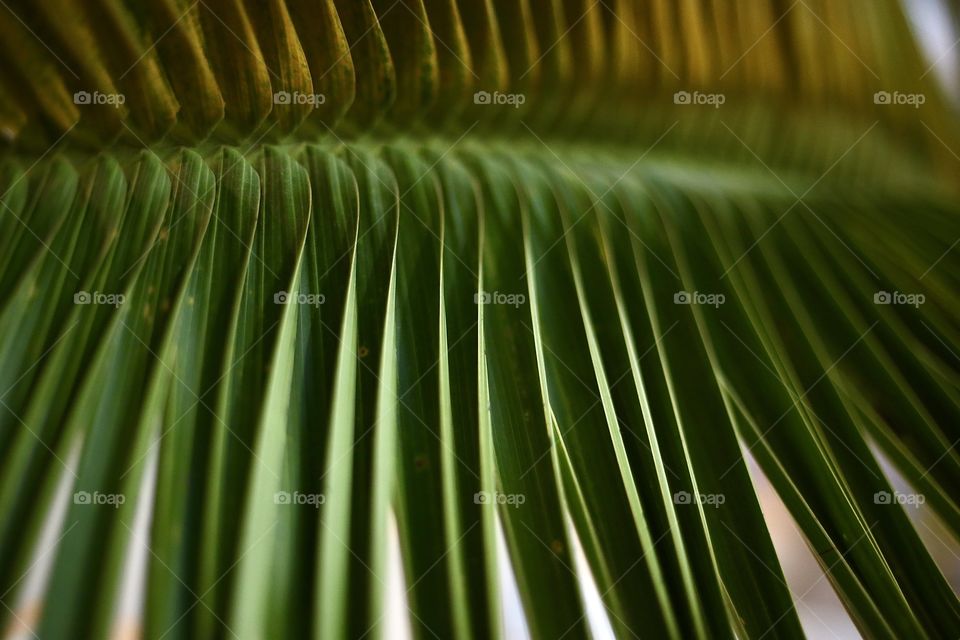 Palm Leaf