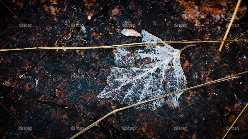 closeup dark leaf fall by sergiusz