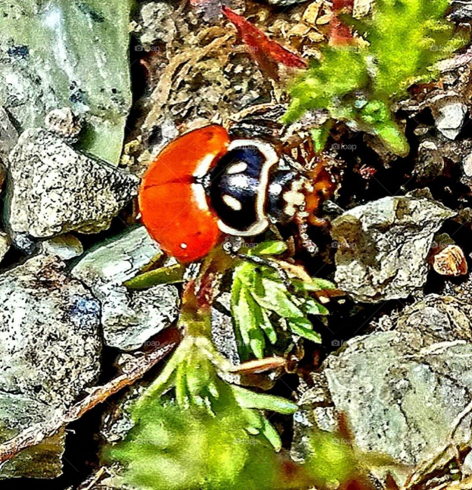 Ladybird
