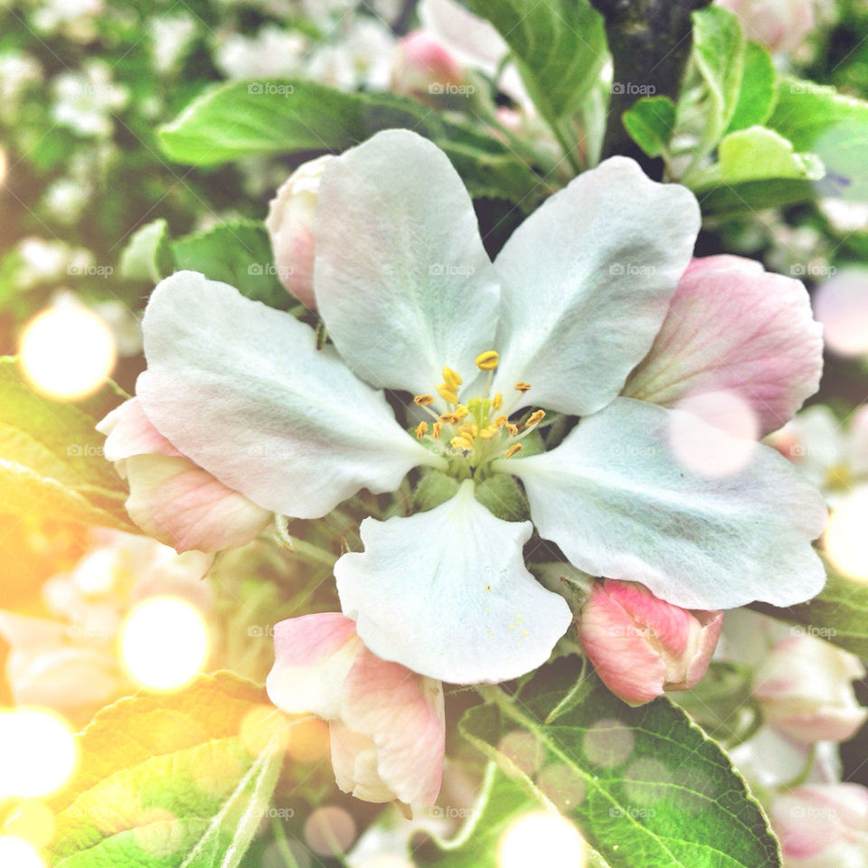 SPRING,FLOWER,APPELTREE,BEAUTIFUL COLORS,FAVORITE,FLOWER