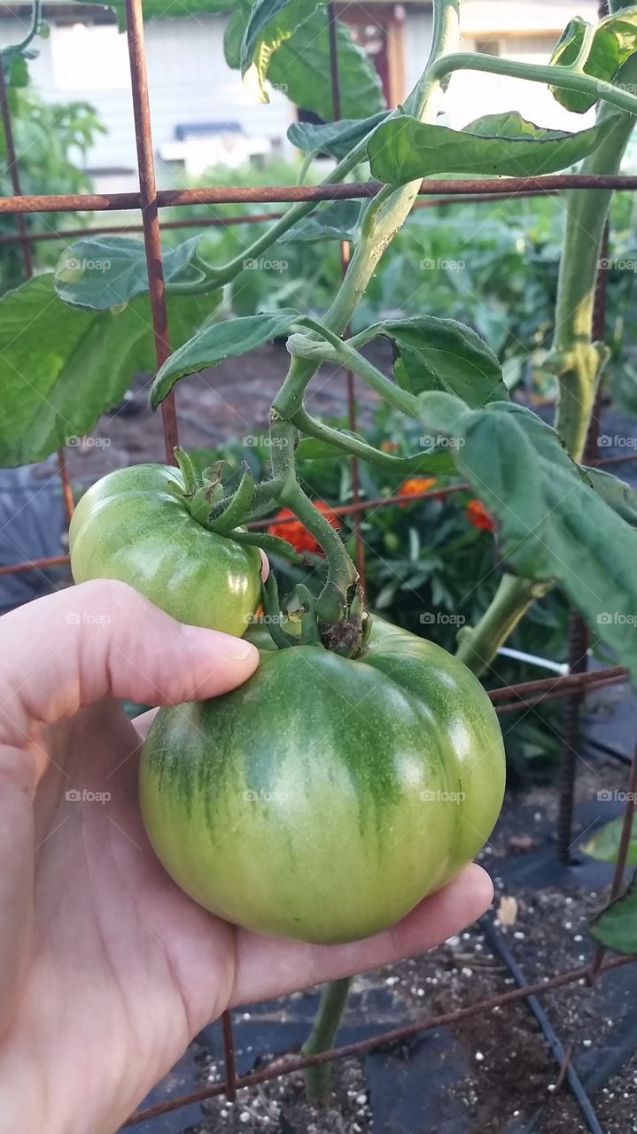 pick when green, ripen on the counter