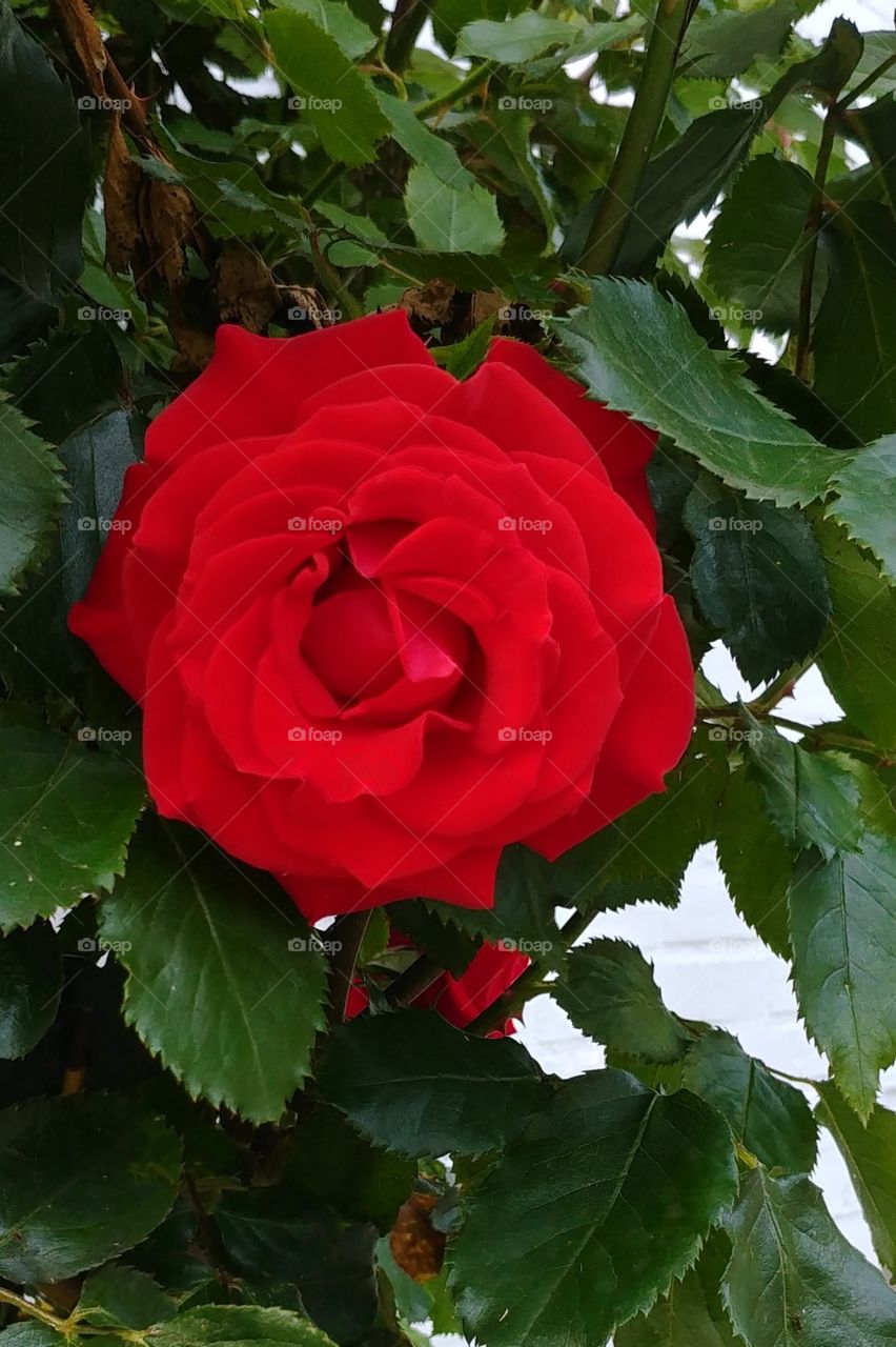 romantisch romantic Rose blume blühte love Liebe red rot
