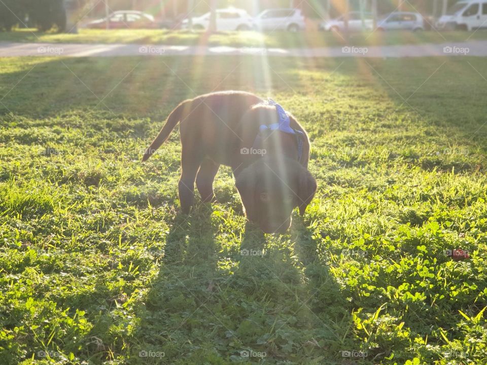 Sun#rays#dog#puppy