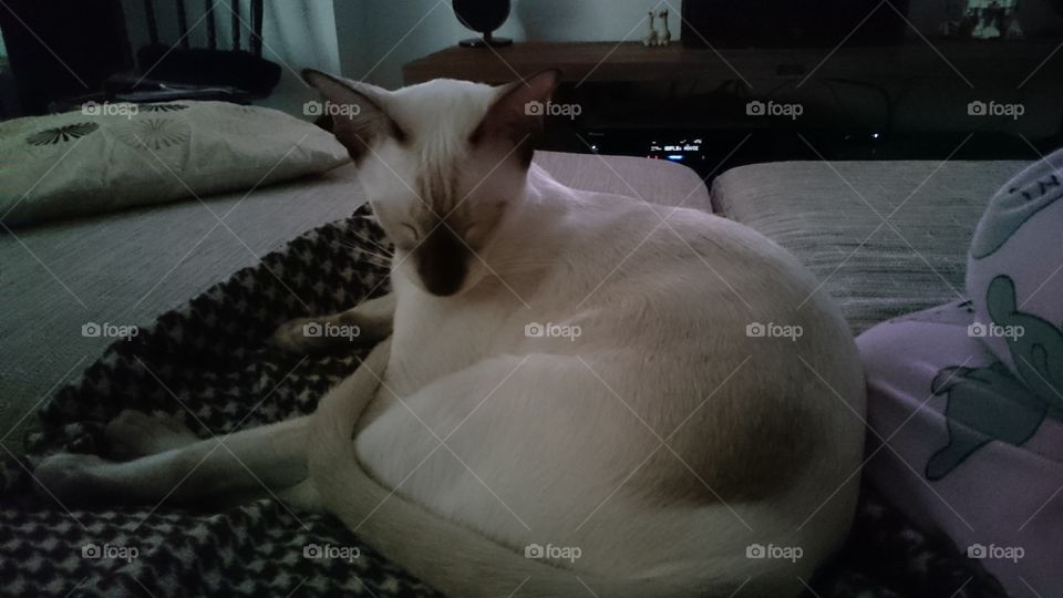 Siamese cat