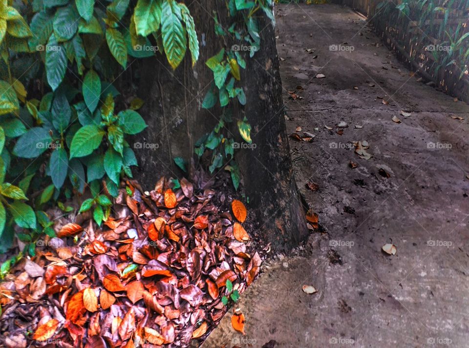 dry leaves colourful picture