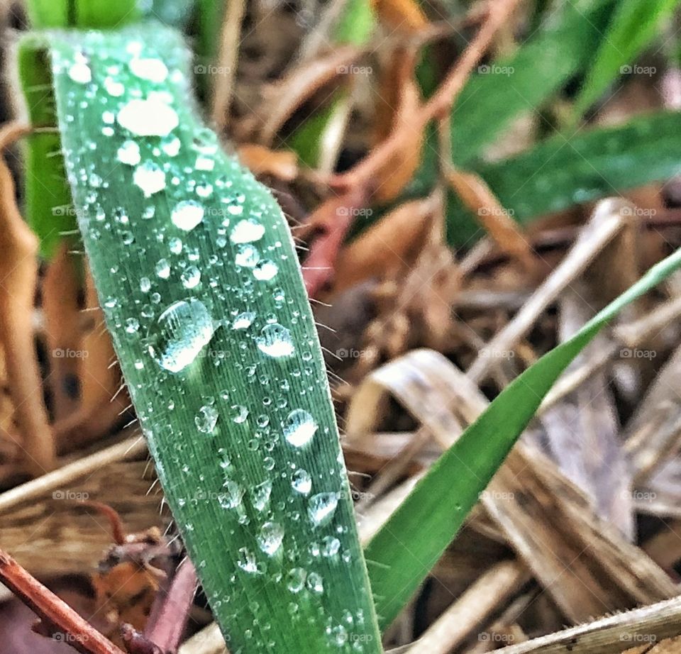 Water rain droplets on grass shot in macro setting with great details. 