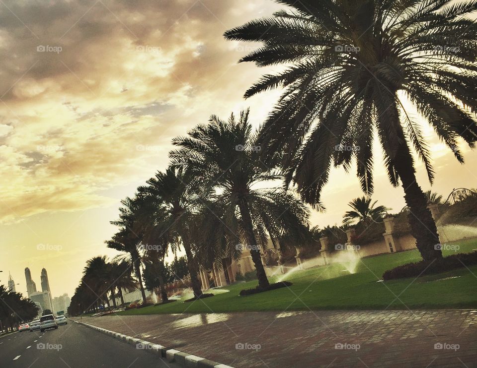 Road lined with palm trees 