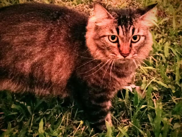 beautiful cats
