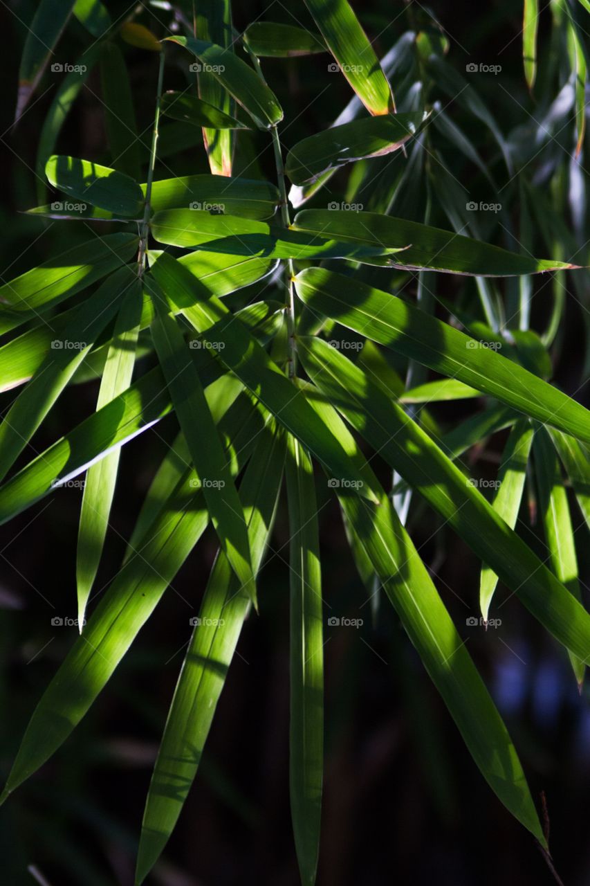 Green palm leaf close up