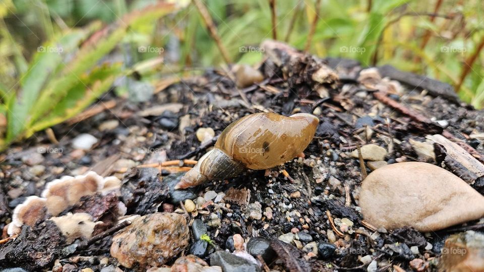 An empty conch shell on the ground