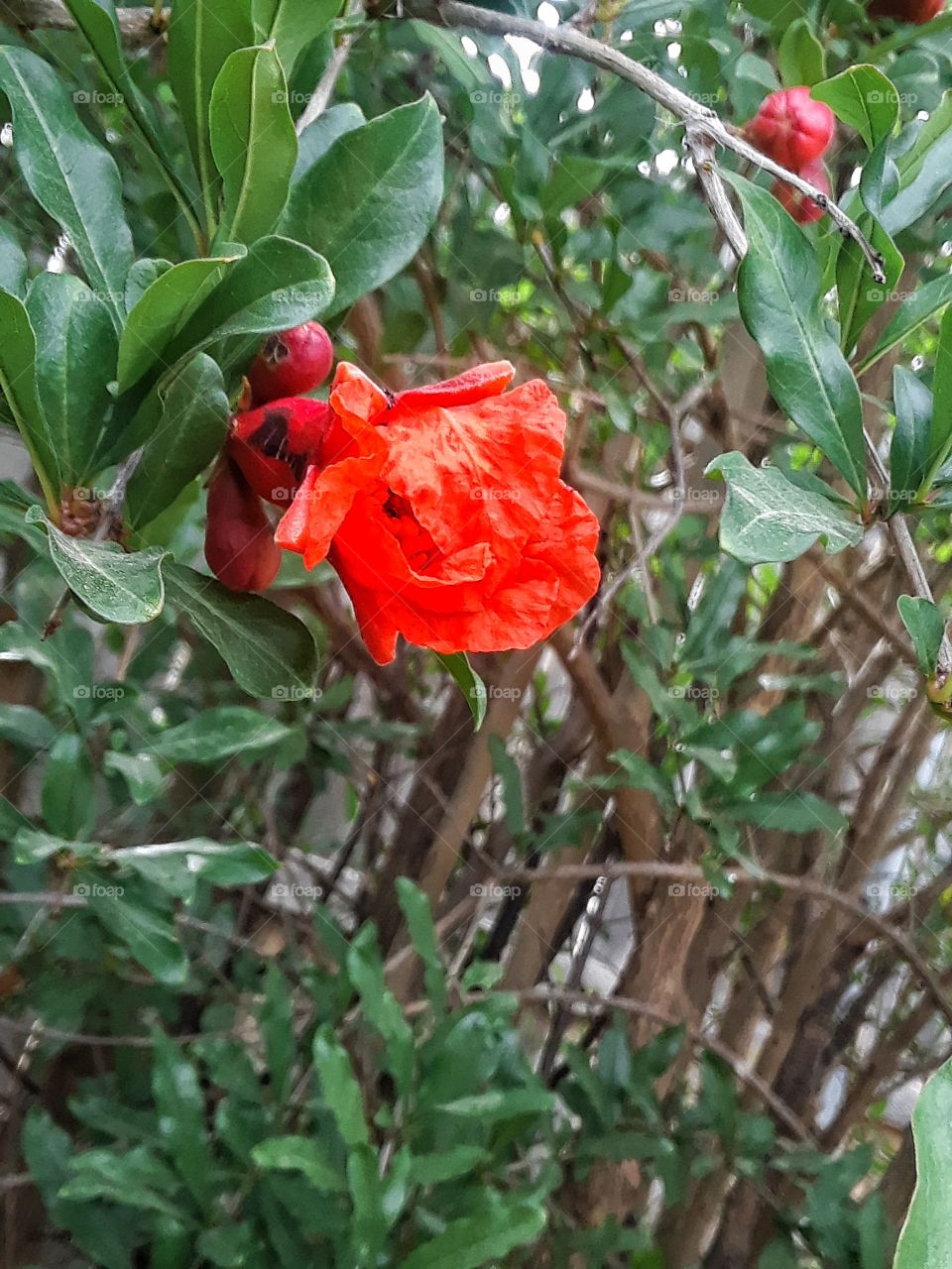 Can you guess the flower?