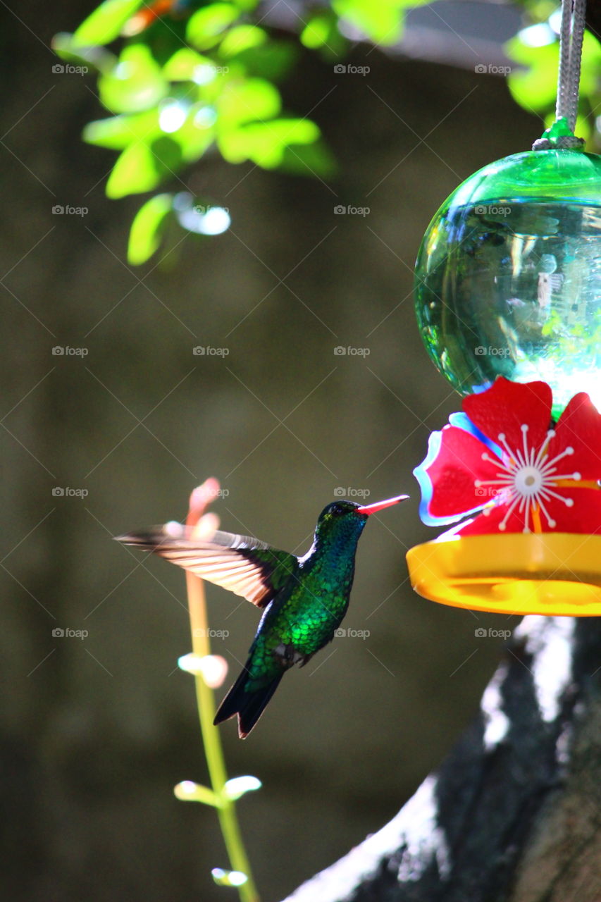 hummingbird drinking sweet water