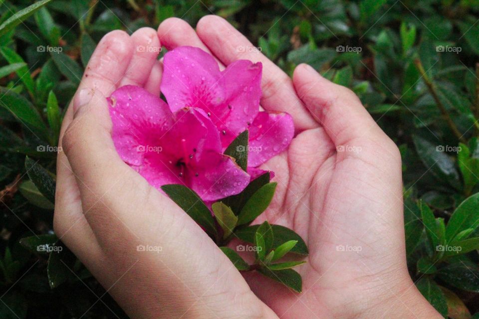 holding spring flowers