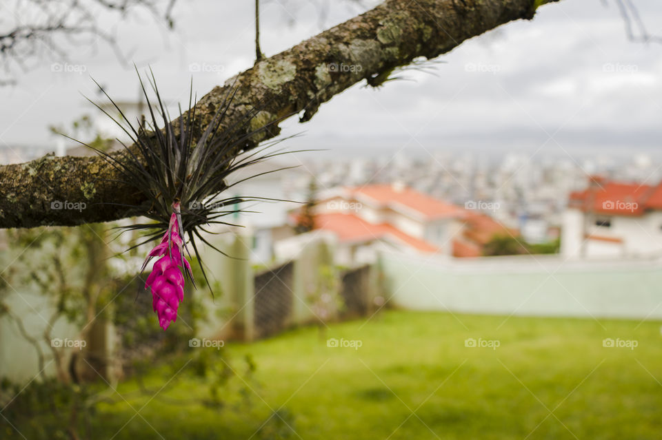 Parasitic flower attached to a branch