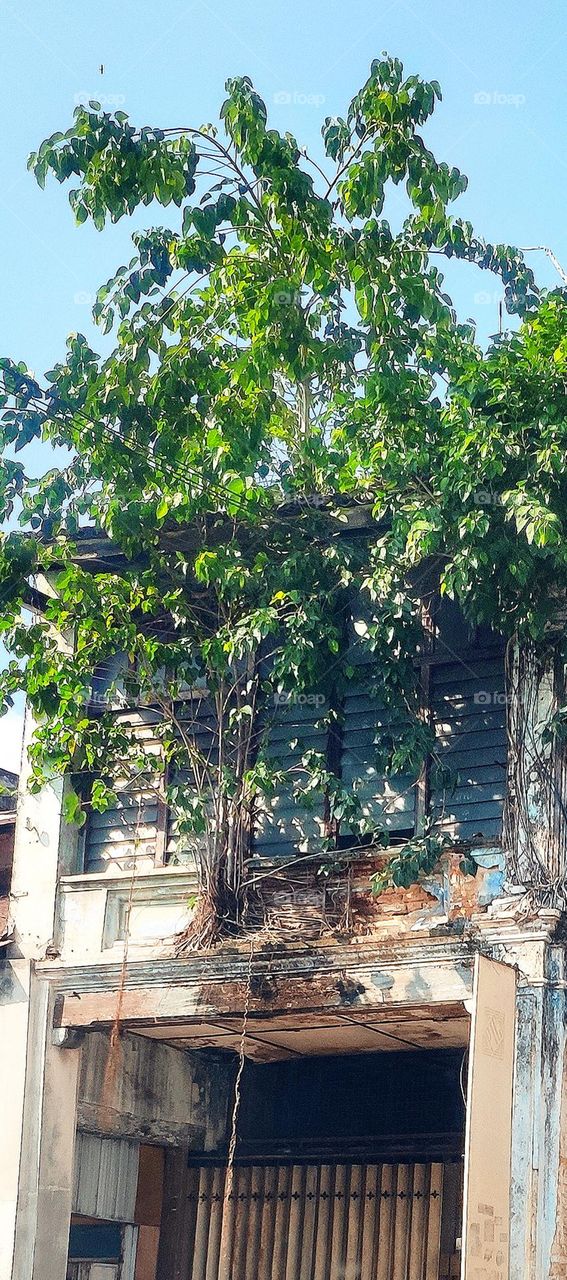 The tree embedded itself into the wall of a abandon old shop lot.