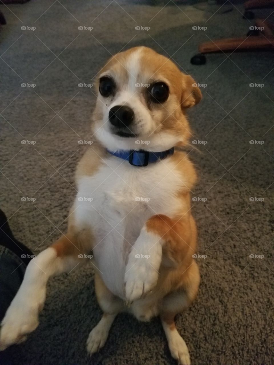 dog Chihuahua beg begging orange cute little