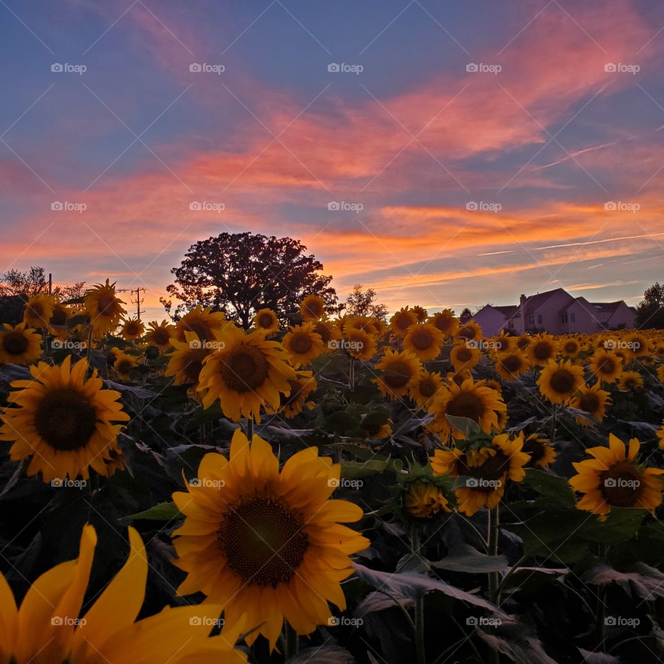 sunflower sunset