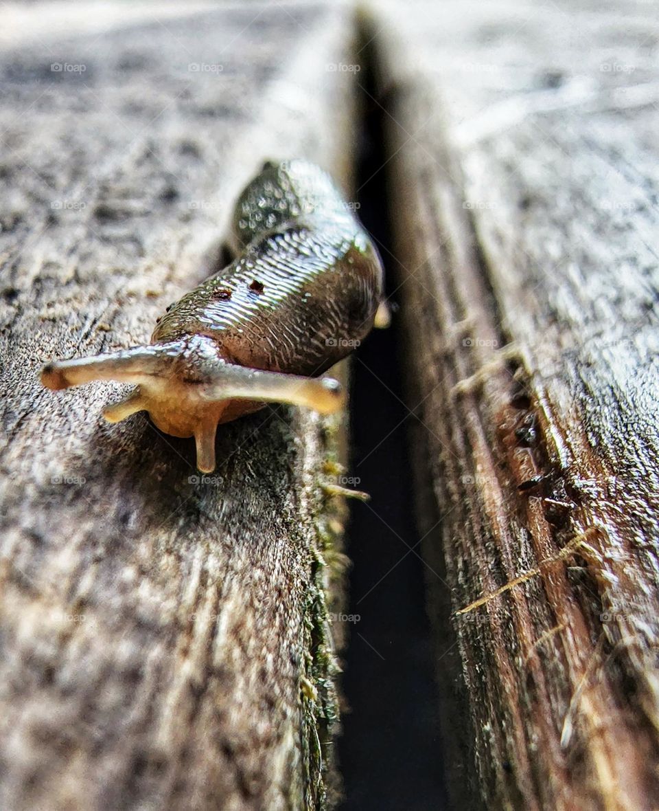 Slug slowly crawling across deck boards