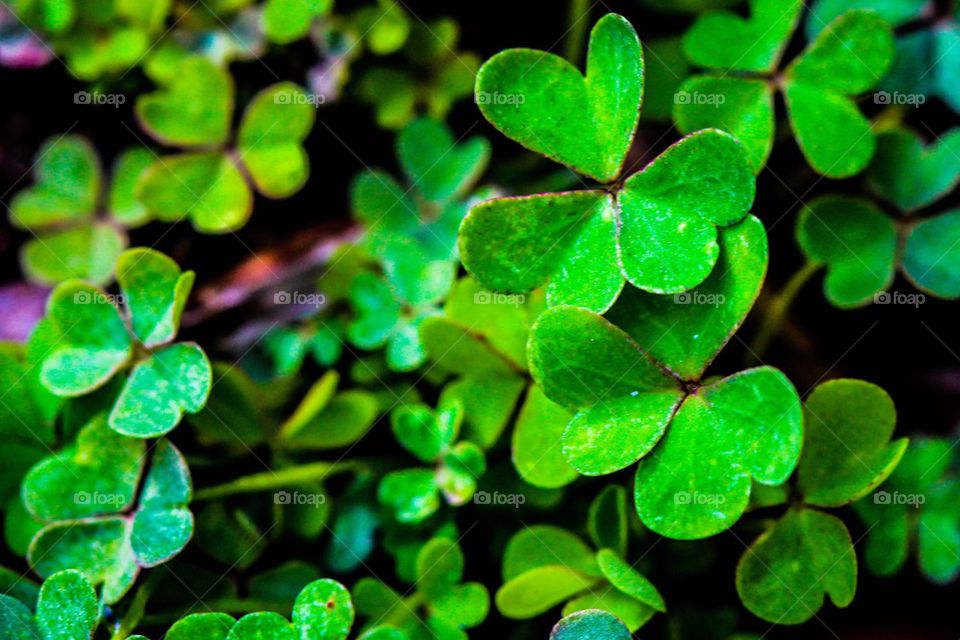 Spring Clovers