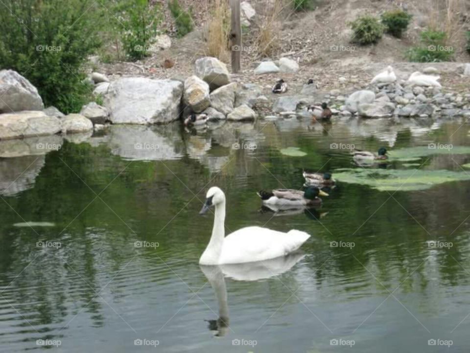Swans and ducks in a pond