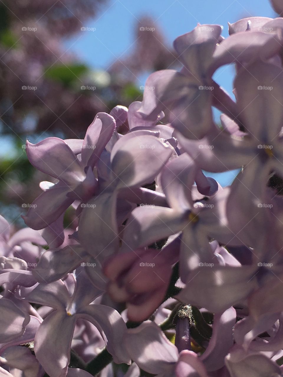 Tree blooming lilacs 