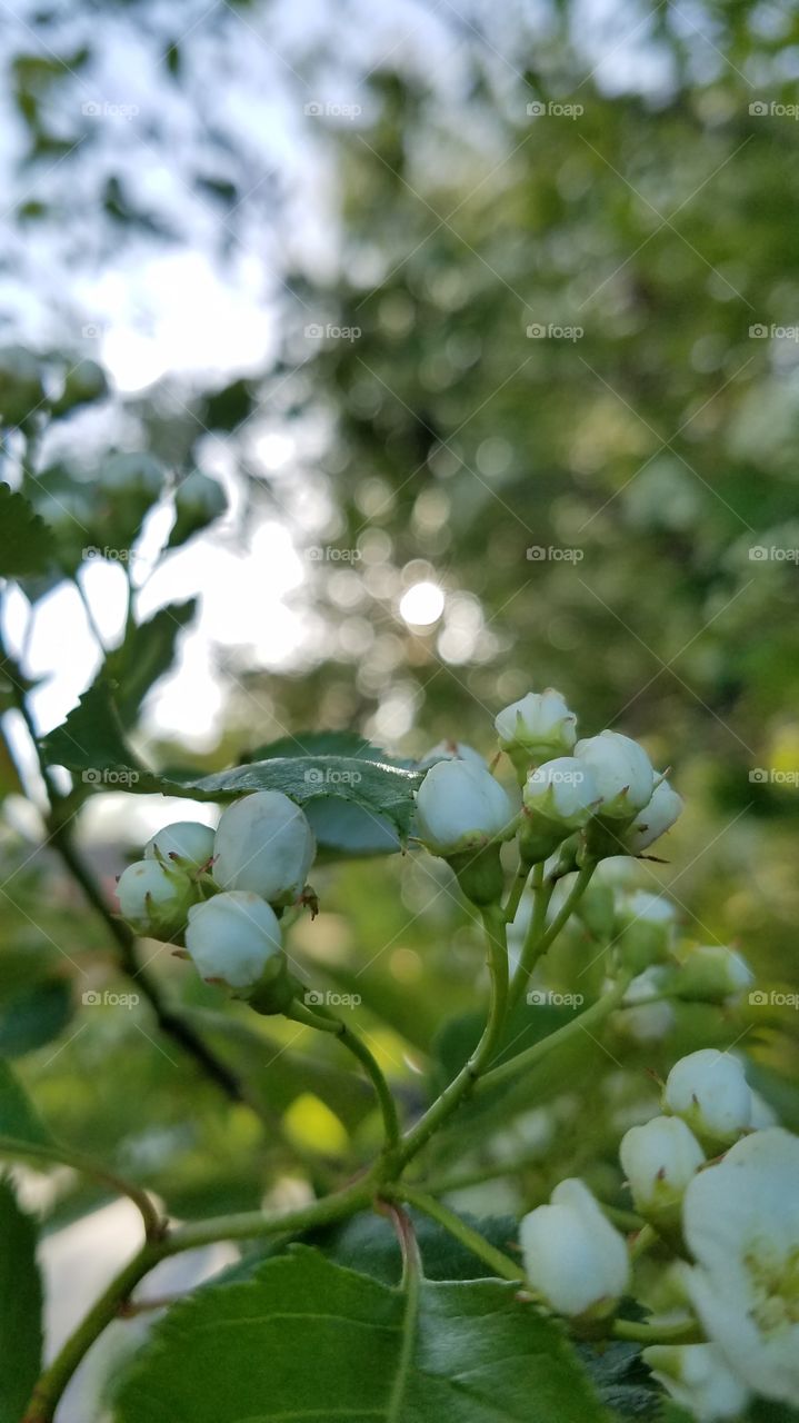 Closeup flower buds