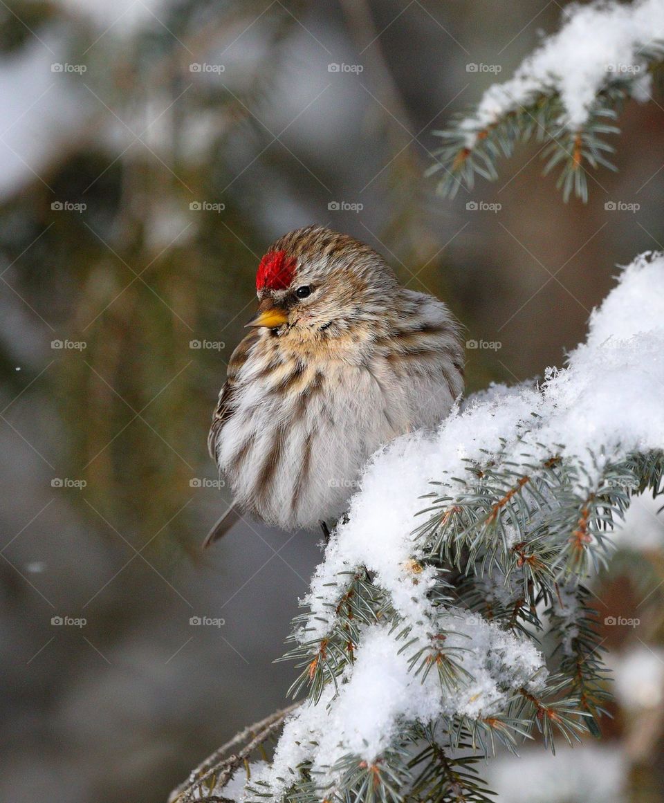 common redpoll