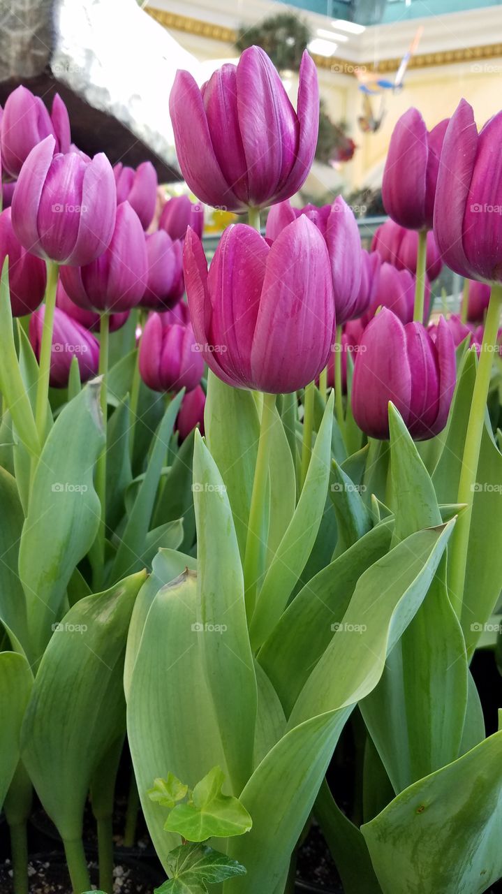 Beautiful tulips